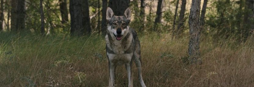 Fotograma del cortometraje Tótem Loba