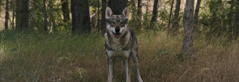 Fotograma del cortometraje Tótem Loba