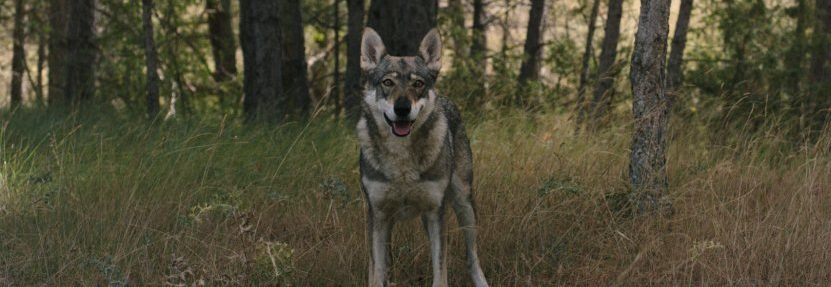 Fotograma del cortometraje Tótem Loba